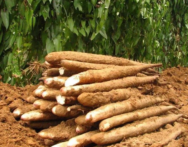 惠州農產品配送中心解密:淮山黏液蛋白的神奇功效